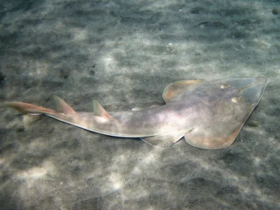 Glaucostegus halavi. Halavi ray.
