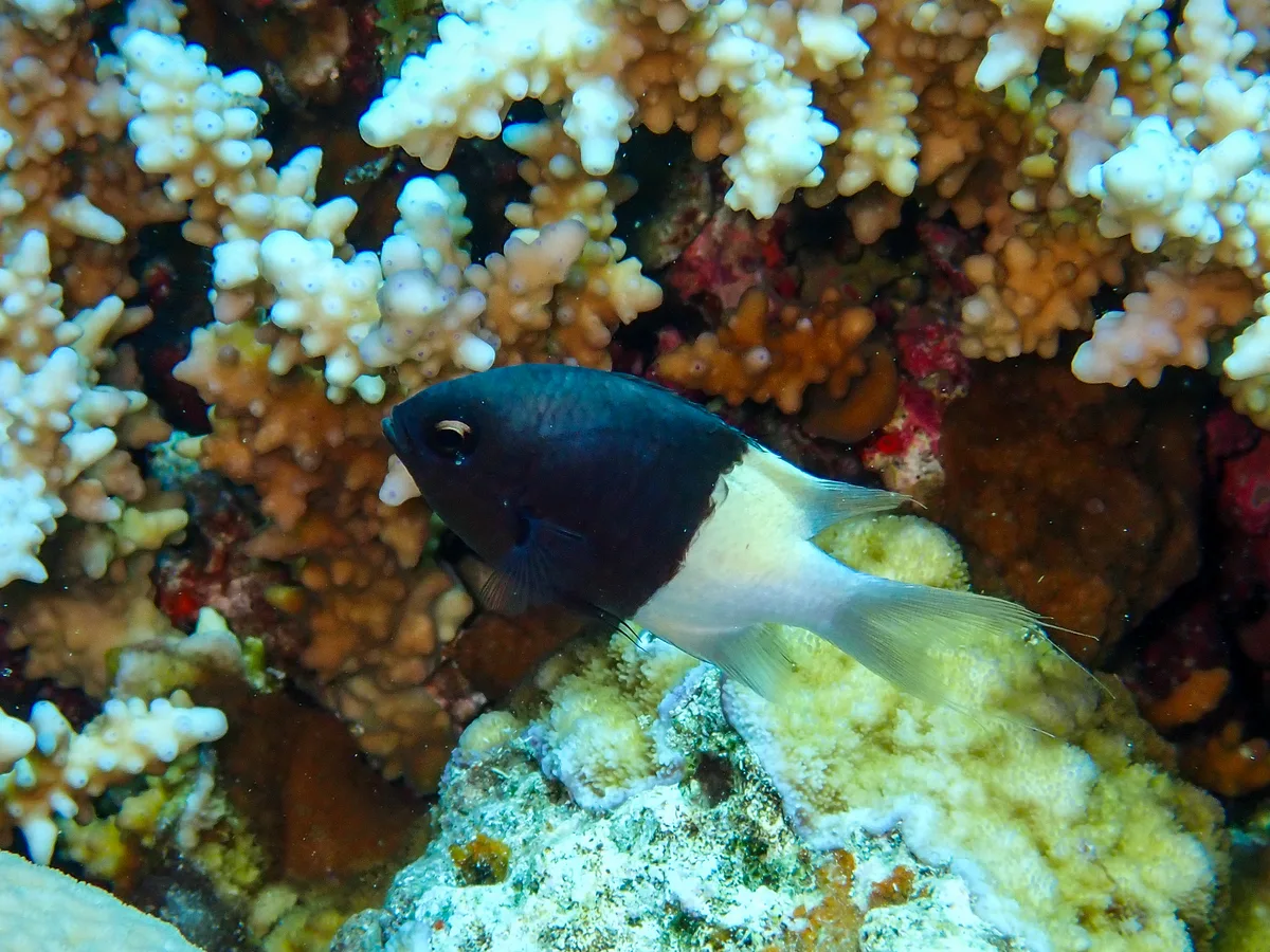 Half-and-half Chromis