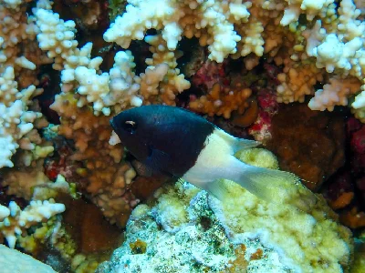 Half-and-half Chromis