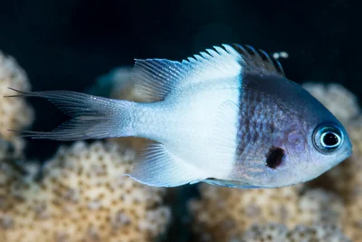 Pacific half-and-half Chromis, juvenile - Pycnochromis iomelas