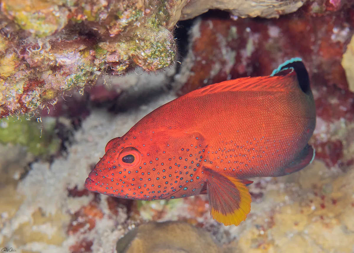 Halfspotted Hind