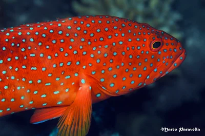 Cephalopholis hemistiktos-Halfspotted grouper-Cernia semimaculata