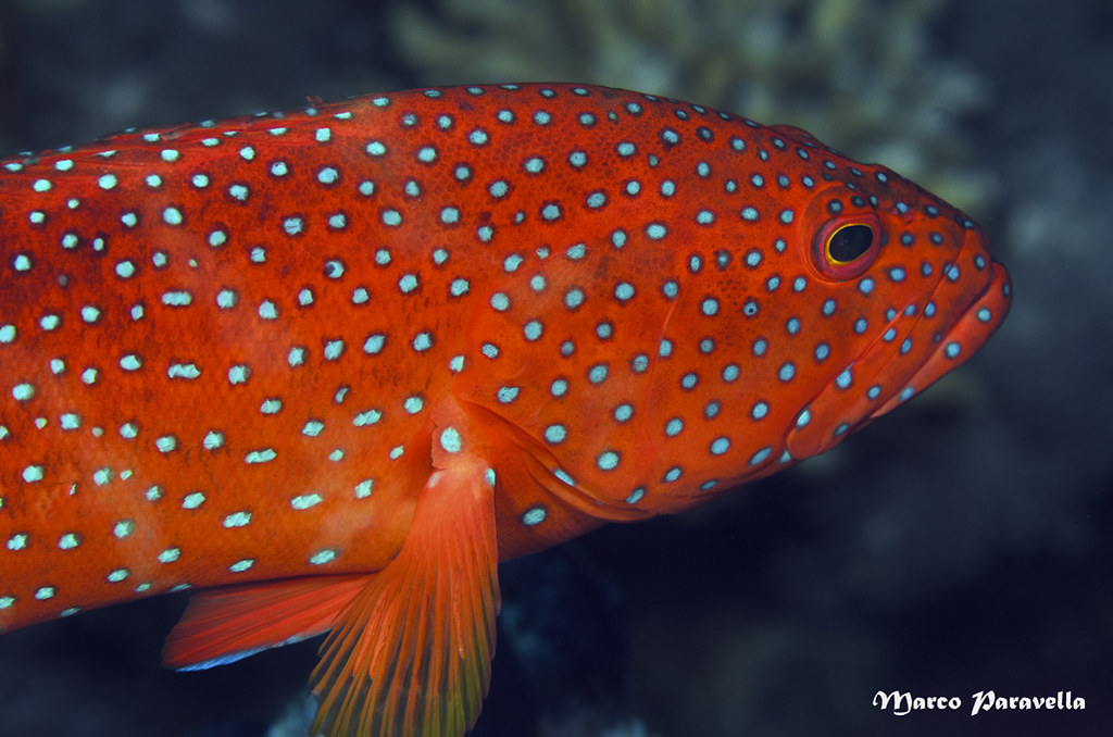 Cephalopholis hemistiktos-Halfspotted grouper-Cernia semimaculata