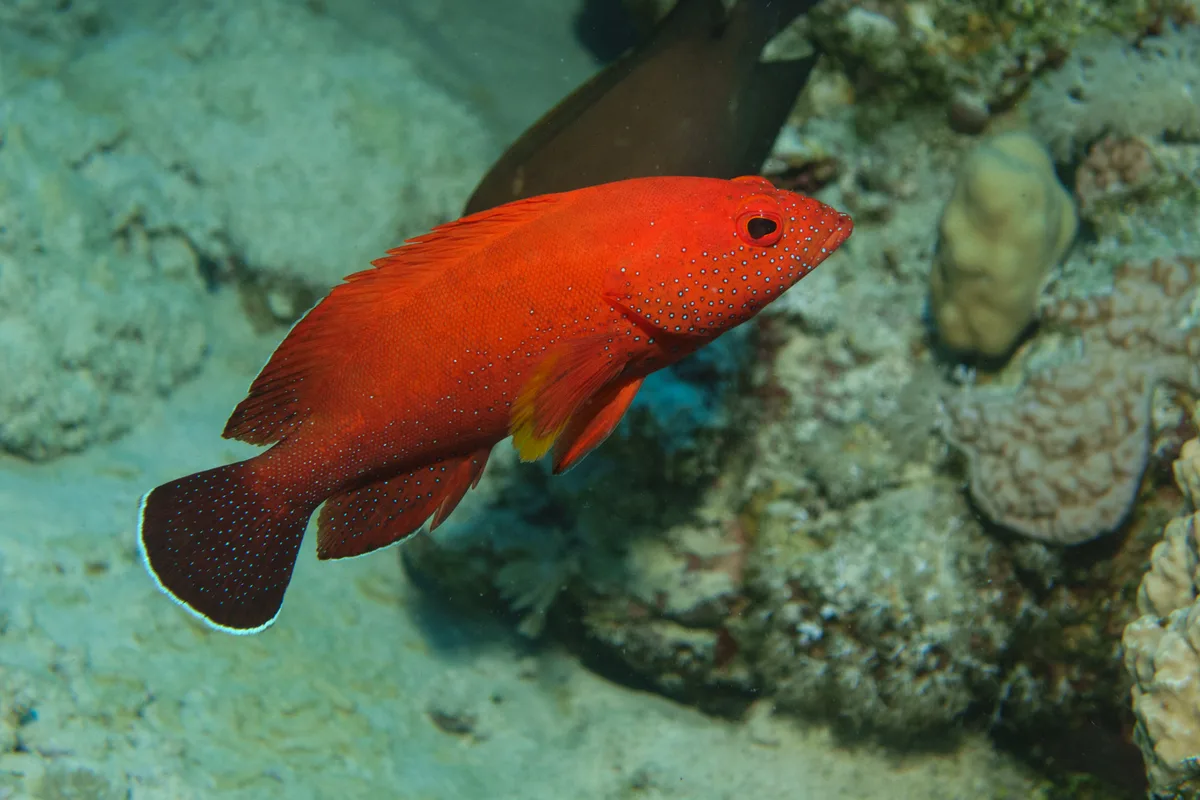 Yellowfin Hind (Cephalopholis hemistiktos)