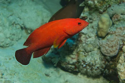 Yellowfin Hind (Cephalopholis hemistiktos)
