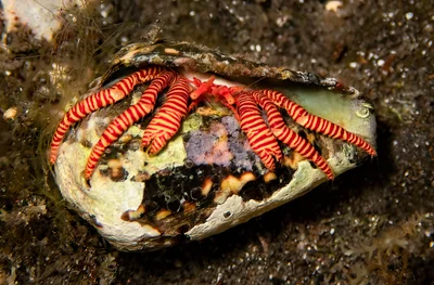 Halloween hermit crab