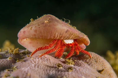 Halloween hermit crab
