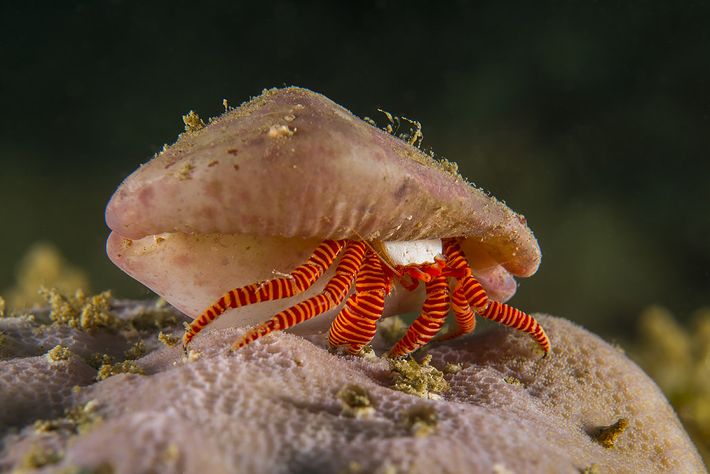 Halloween hermit crab