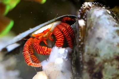 Halloween hermit crab