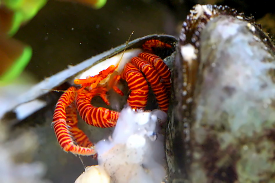 Halloween hermit crab