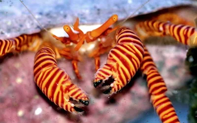 Halloween hermit crab