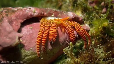 Halloween hermit crab