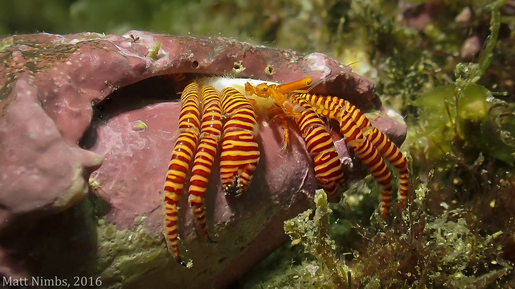 Halloween hermit crab