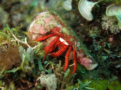 Halloween hermit crab