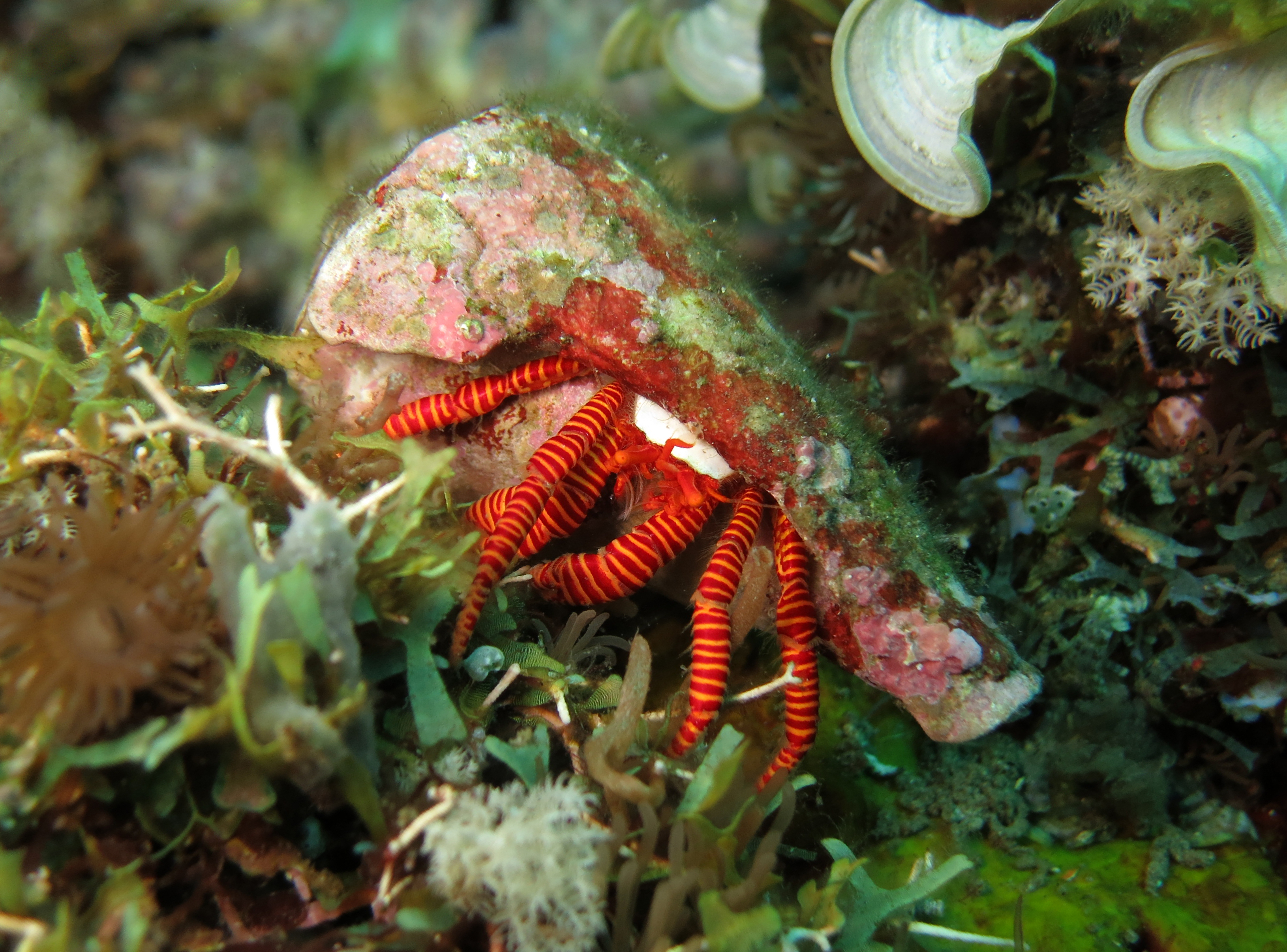 Halloween hermit crab