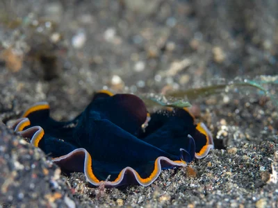 Dawn flatworm - Pseudobiceros hancockanus