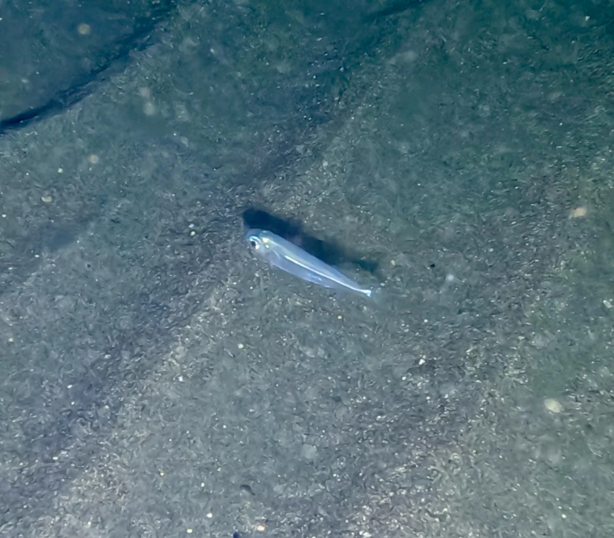 Atherinomorus forskalii - Limassol, CY