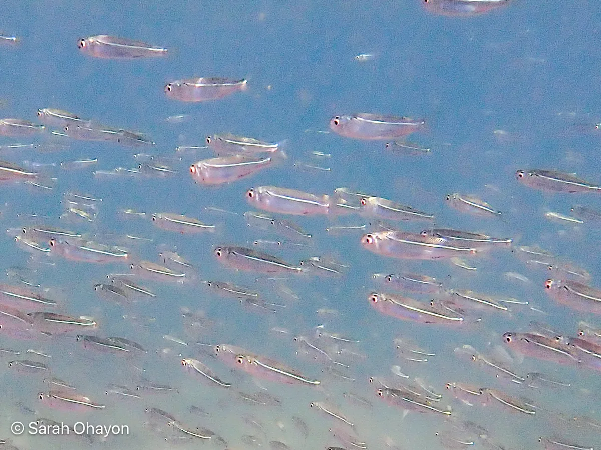 Atherinomorus forskalii - Haifa, Israel