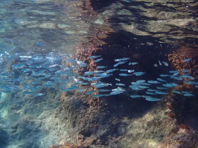 Atherinomorus forskalii - Kaş, TR-AL, TR