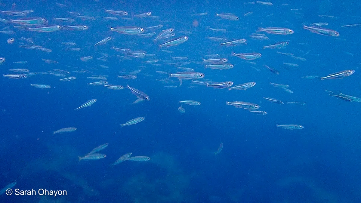 Atherinomorus forskalii - Haifa, Israel