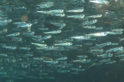 Atherinomorus forskalii - Hidayet Bay Beach, Andifli, 07580 Kaş/Antalya, Türkiye