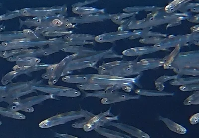 Atherinomorus forskalii - مرسى علم, مرسى شجرة، Marsa Alam, Red Sea Governorate 1926030, Egypt