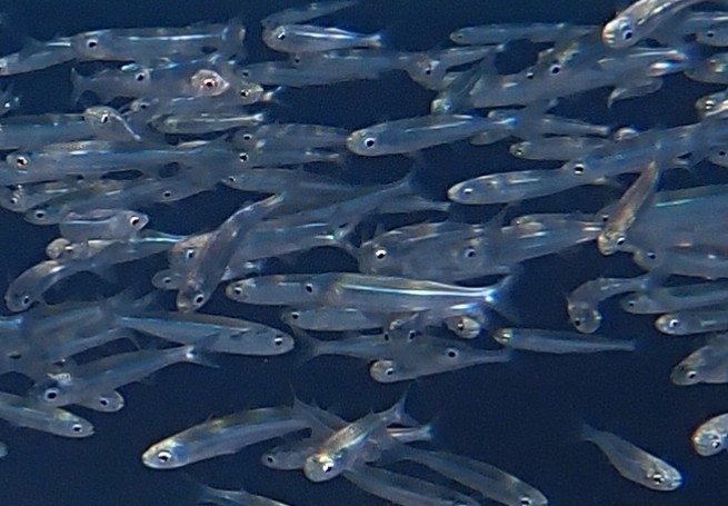 Atherinomorus forskalii - مرسى علم, مرسى شجرة، Marsa Alam, Red Sea Governorate 1926030, Egypt