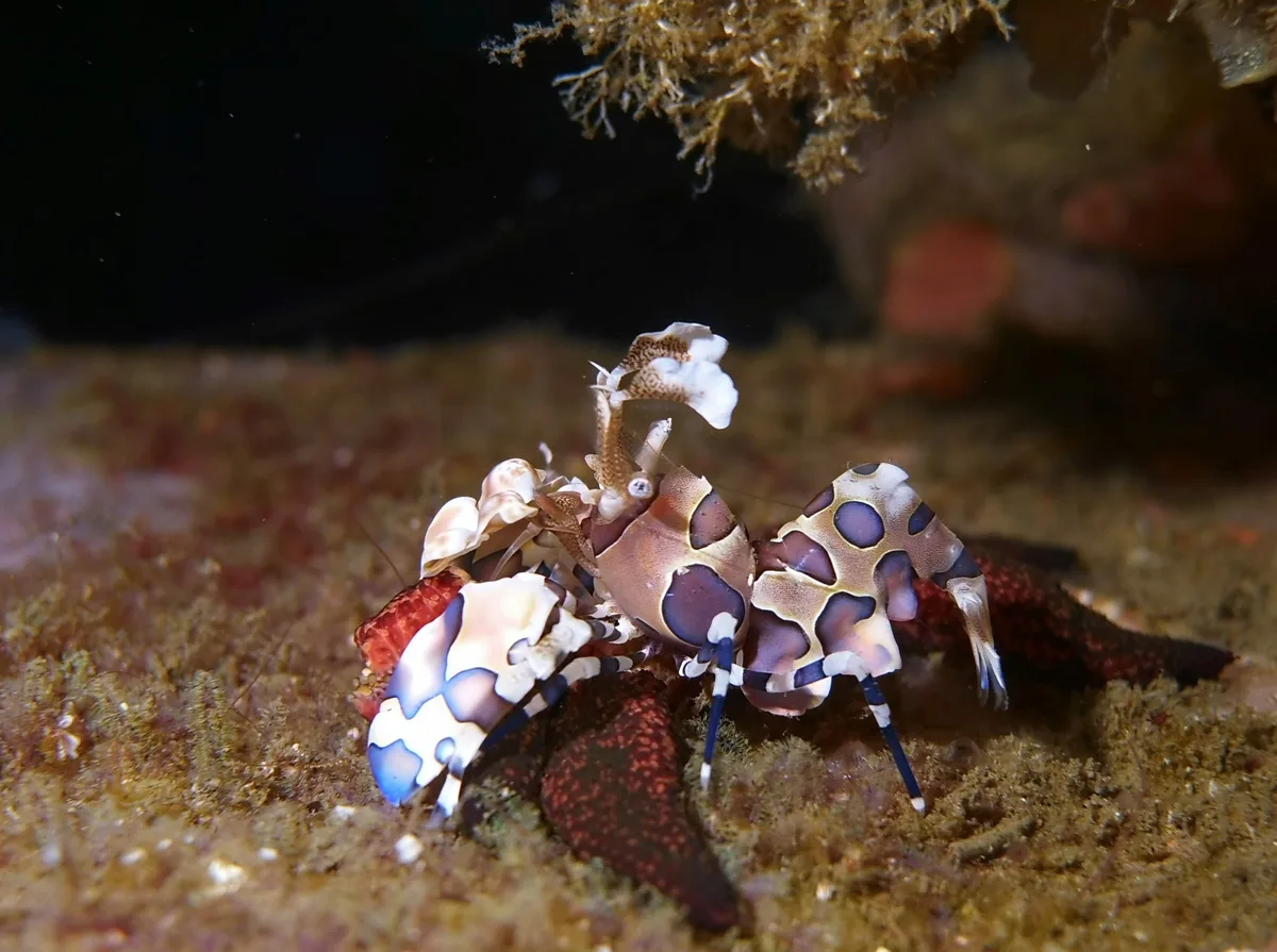 Hymenocera picta