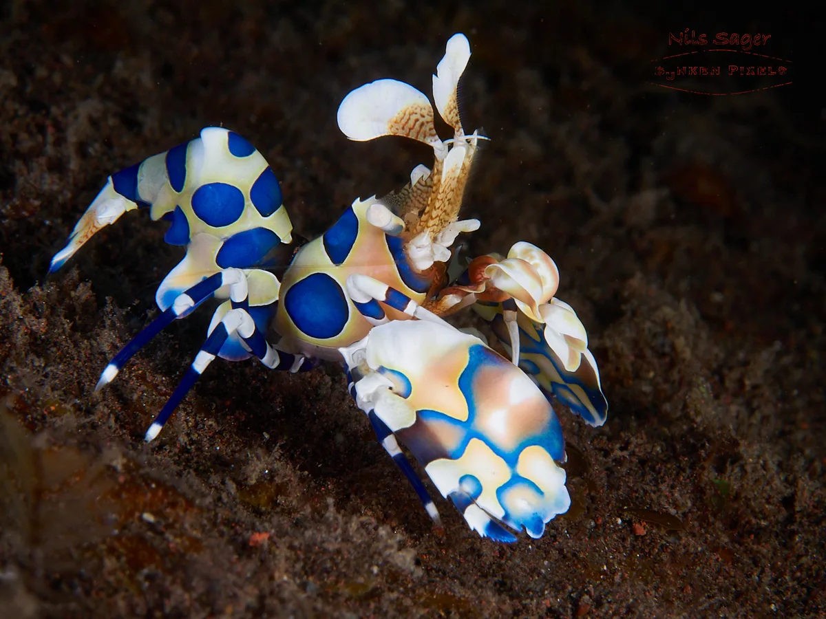 Hymenocera picta