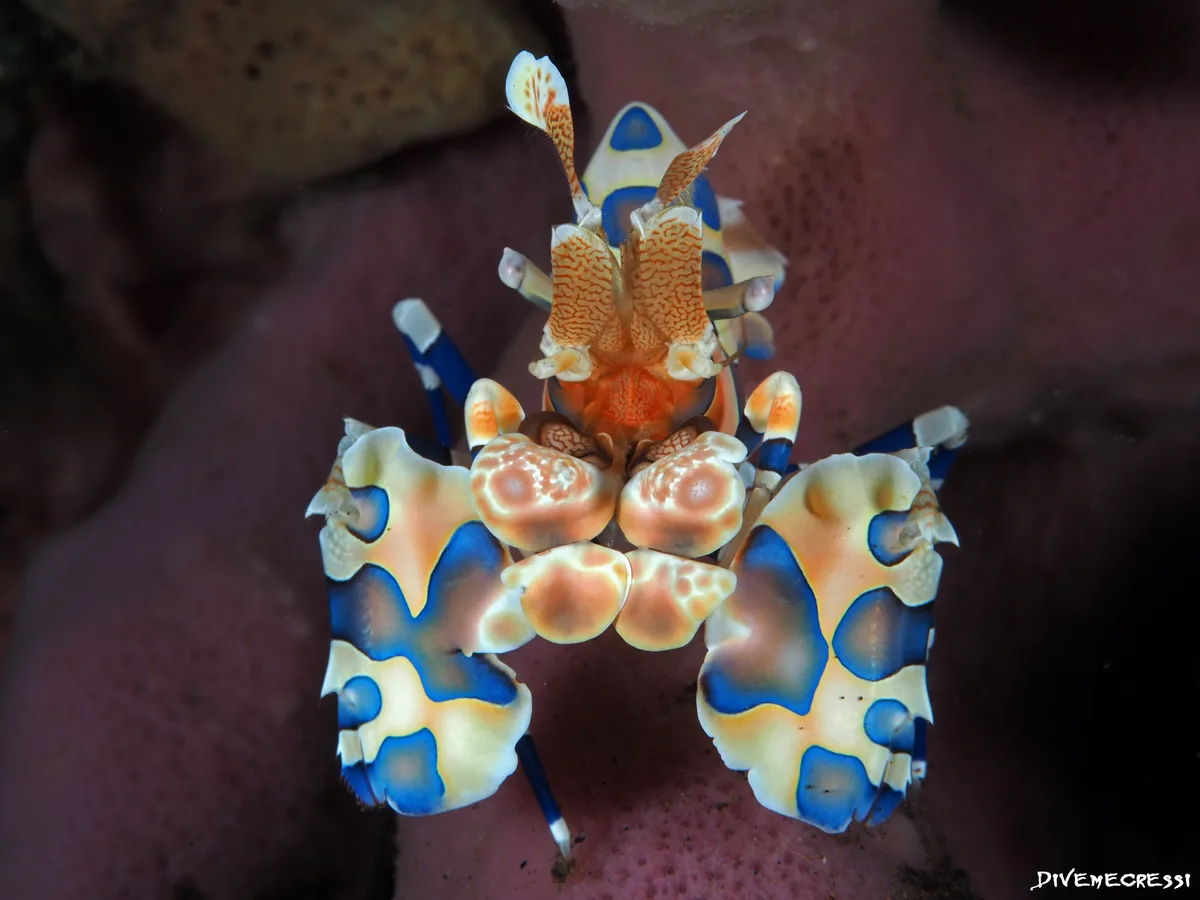 Hymenocera picta
