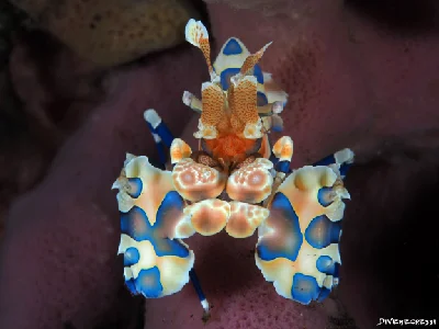 Hymenocera picta