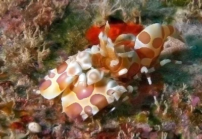 Hymenocera picta