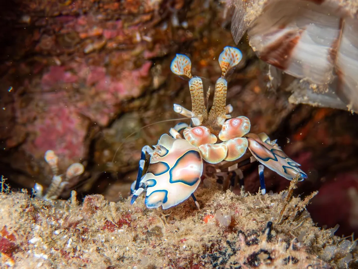 Harlequin Shrimp