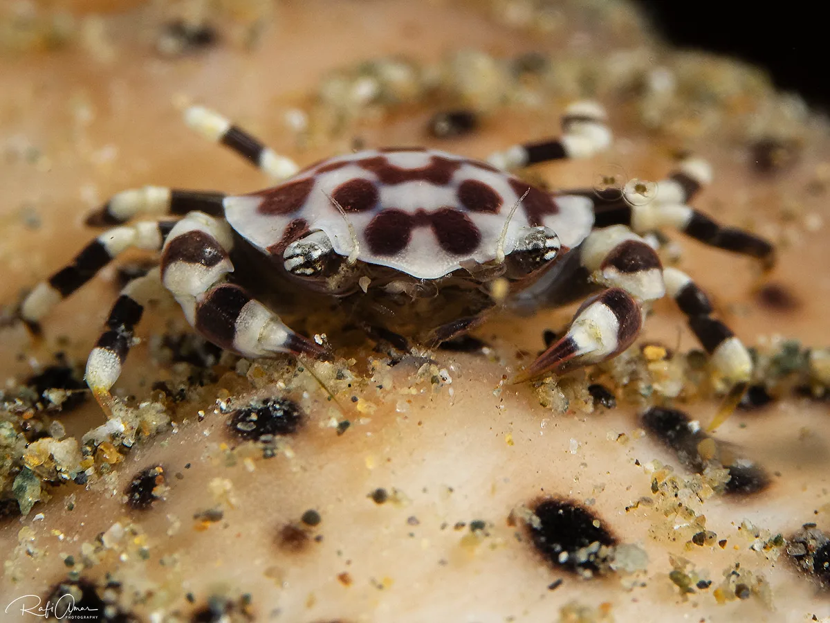 Sea Cucumber Swimming Crab - Lissocarcinus orbicularis