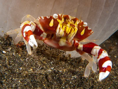 Lissocarcinus orbicularis