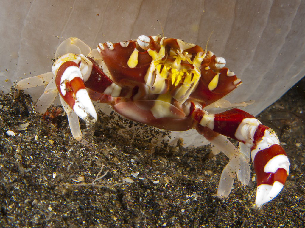 Lissocarcinus orbicularis