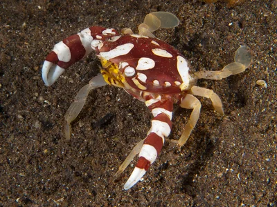 Lissocarcinus orbicularis