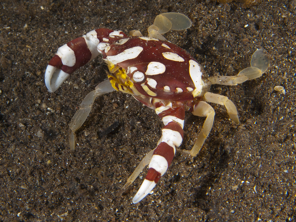 Lissocarcinus orbicularis