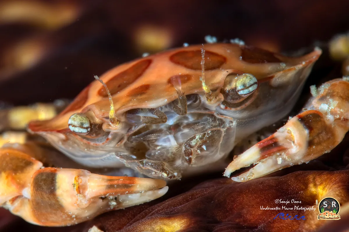 HARLEQUIN SWIMMING CRAB