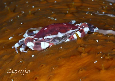 Lissocarcinus orbicularis