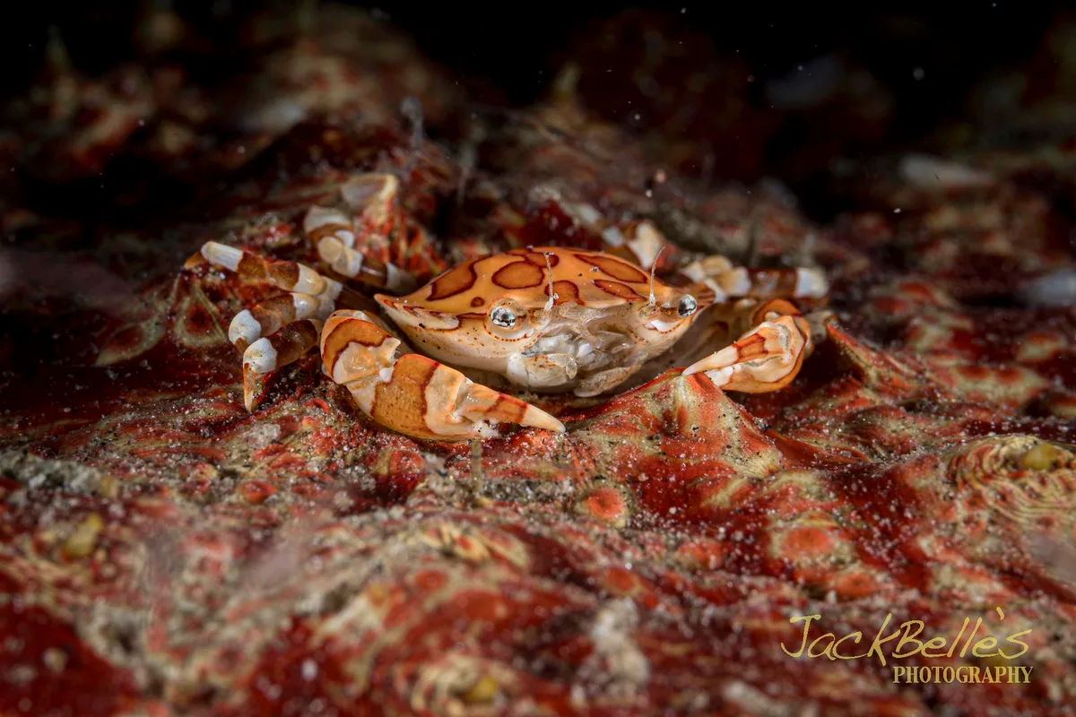 Lissocarcinus Orbicularis