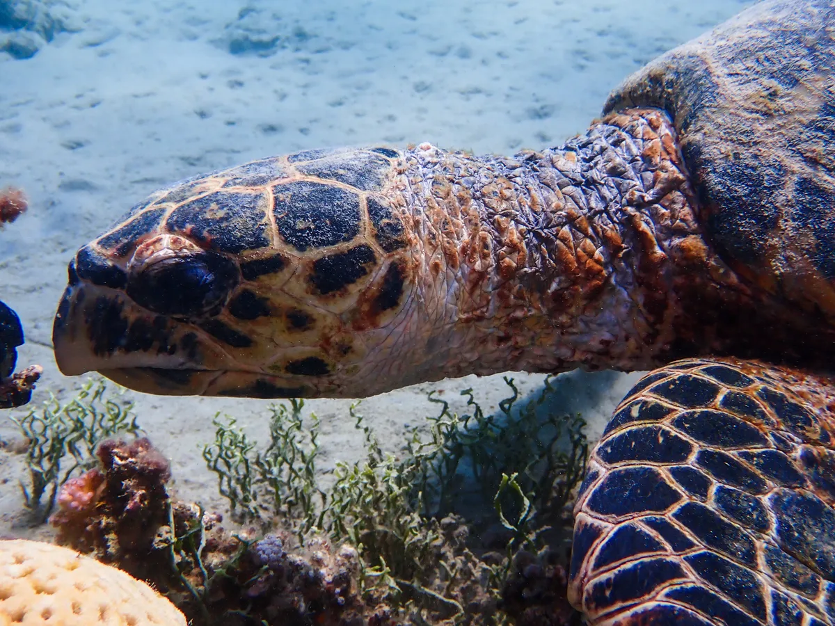 Hawksbill Turtle (Female)