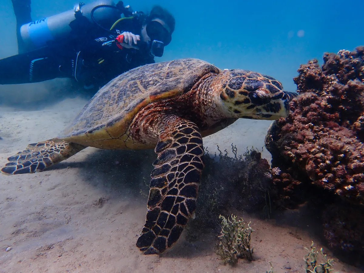 Hawksbill Turtle (Female)