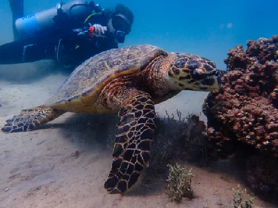 Hawksbill Turtle (Female)