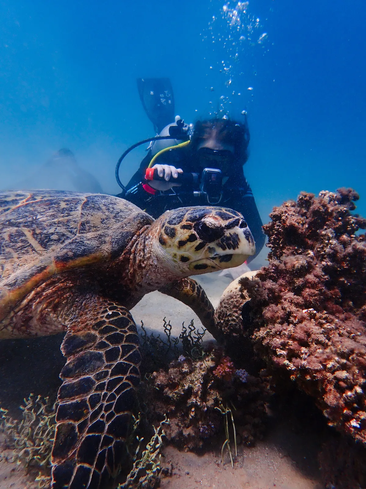 Hawksbill Turtle (Female)
