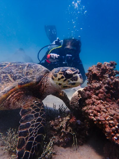 Hawksbill Turtle (Female)