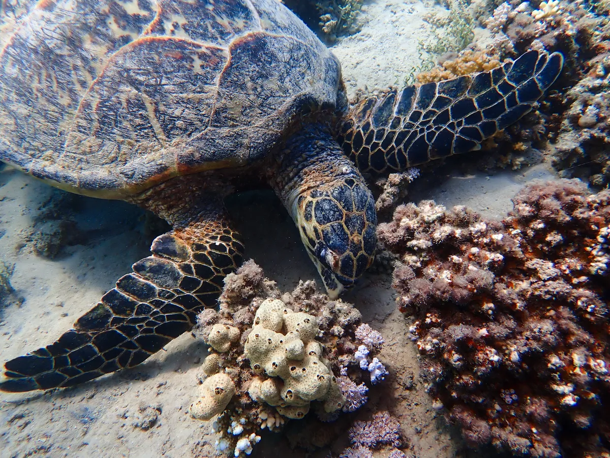 Hawksbill Turtle (Female)