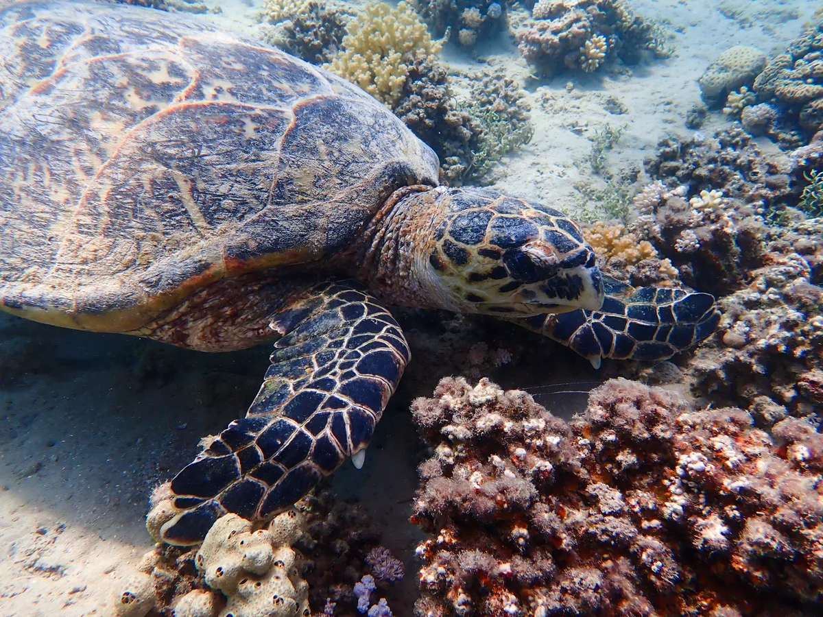 Hawksbill Turtle (Female)