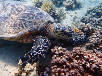 Hawksbill Turtle (Female)