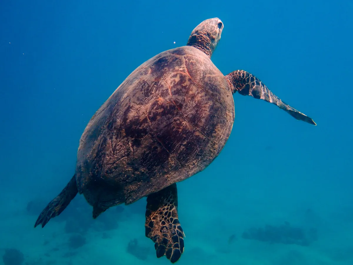 Hawksbill Turtle (Female)
